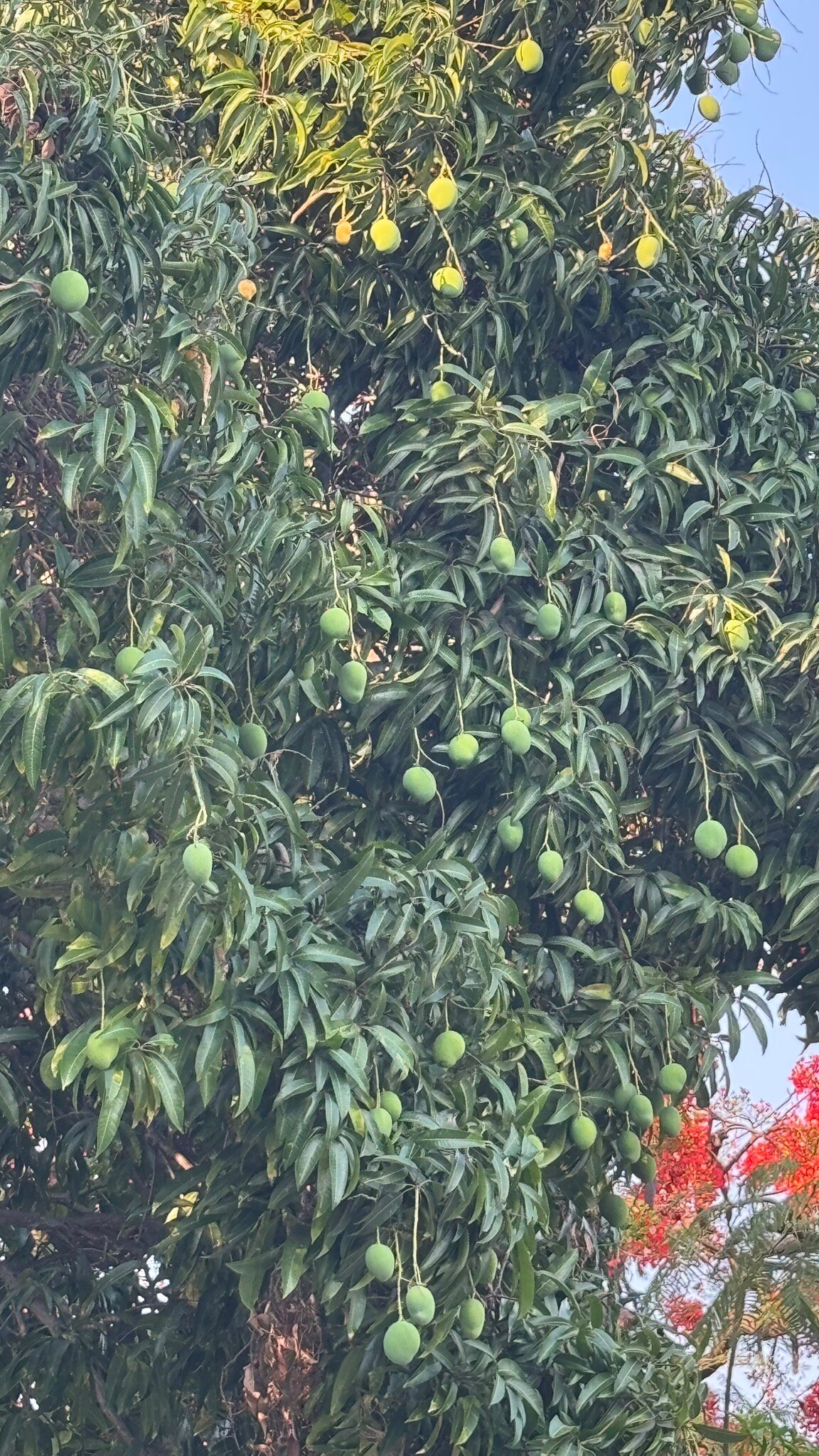 The Victoria Falls Hotel-官方