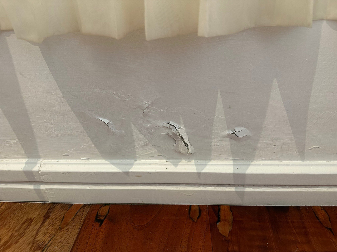 Royal Palm Curio Galapagos - The Highland Cafe