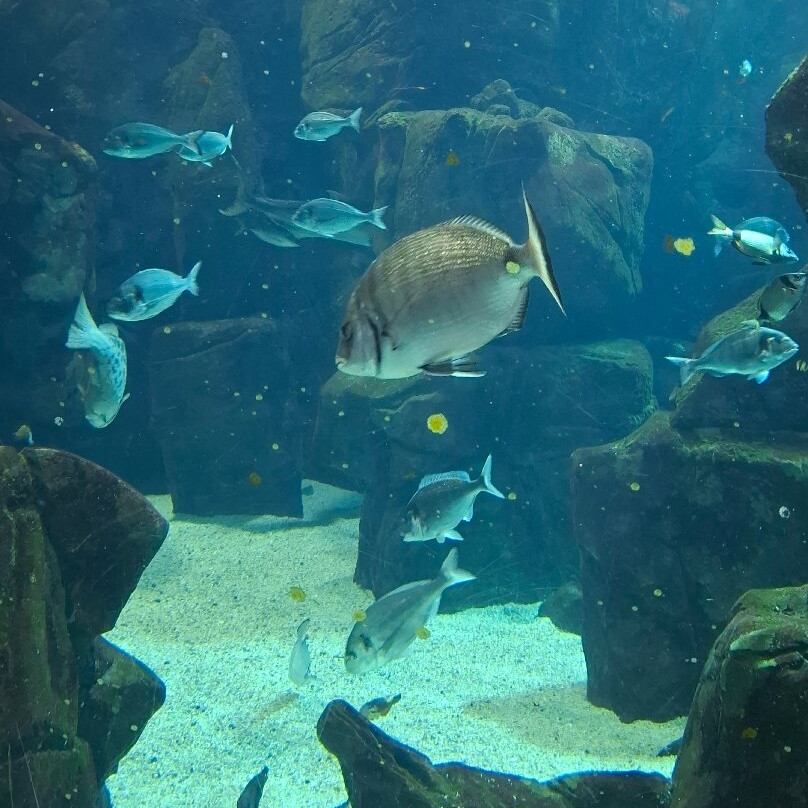 Aquario da Madeira-莫尼什港必去景点