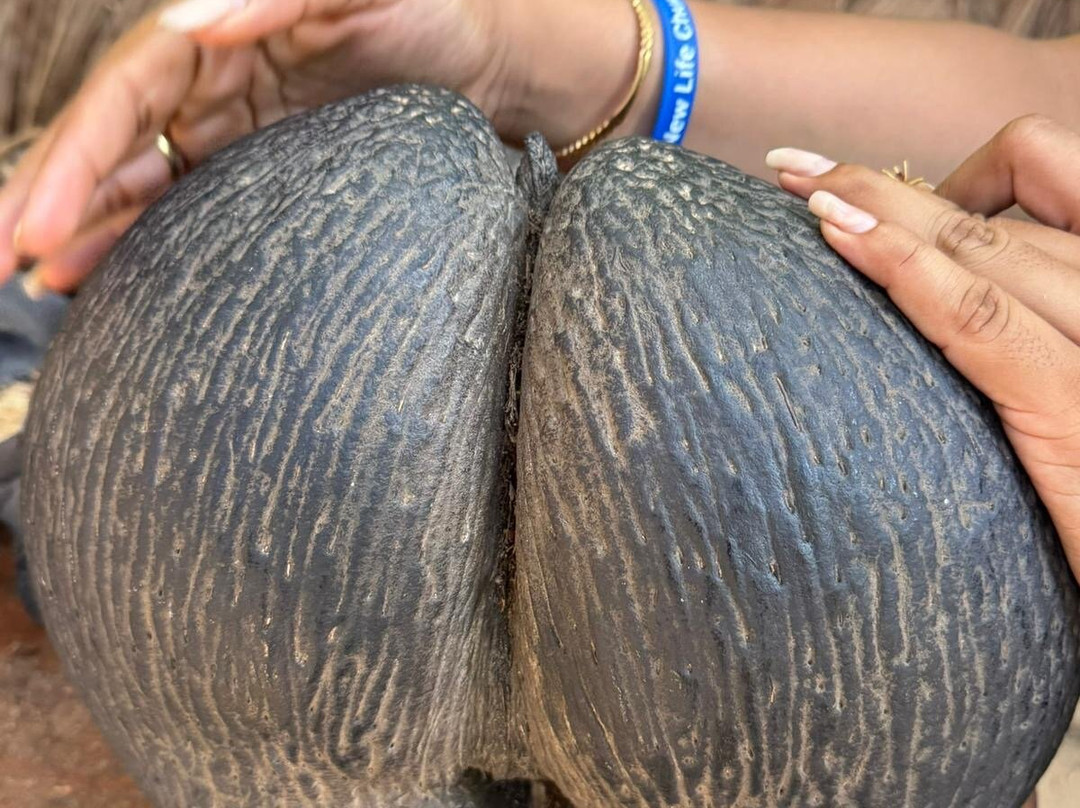 Laurent's Taxi Service-普拉兰岛必去景点