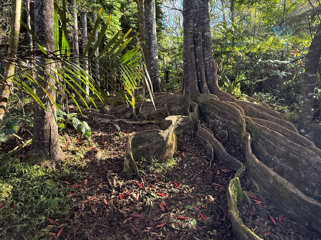 Kona Cloud Forest Sanctuary-凯鲁瓦-柯纳必去景点