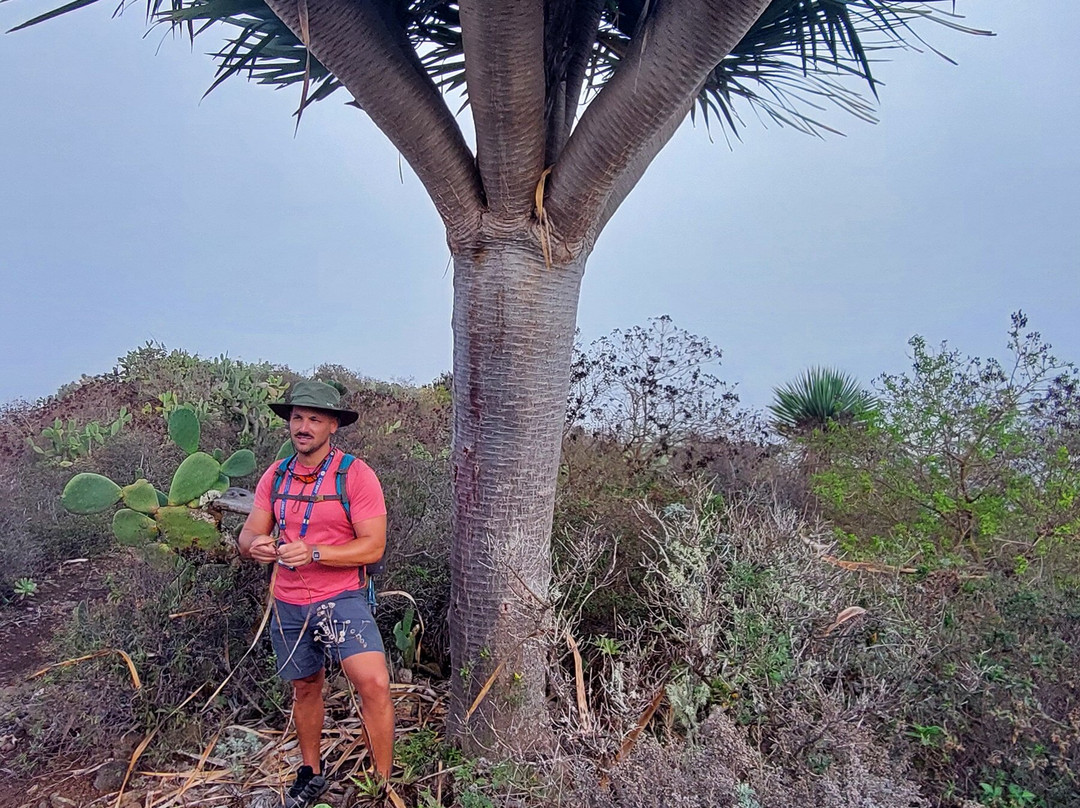 Feel Tenerife-圣克鲁斯-德特内里费必去景点