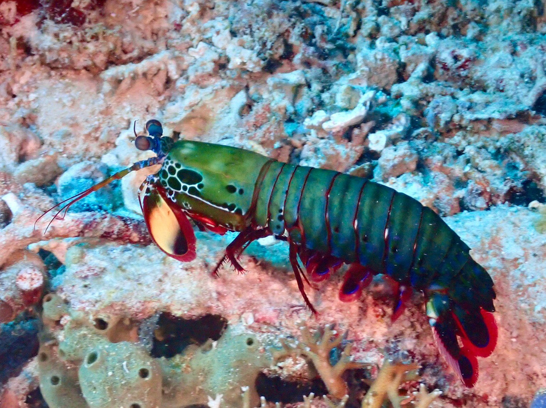 La Galigo Liveaboard-Waisai必去景点