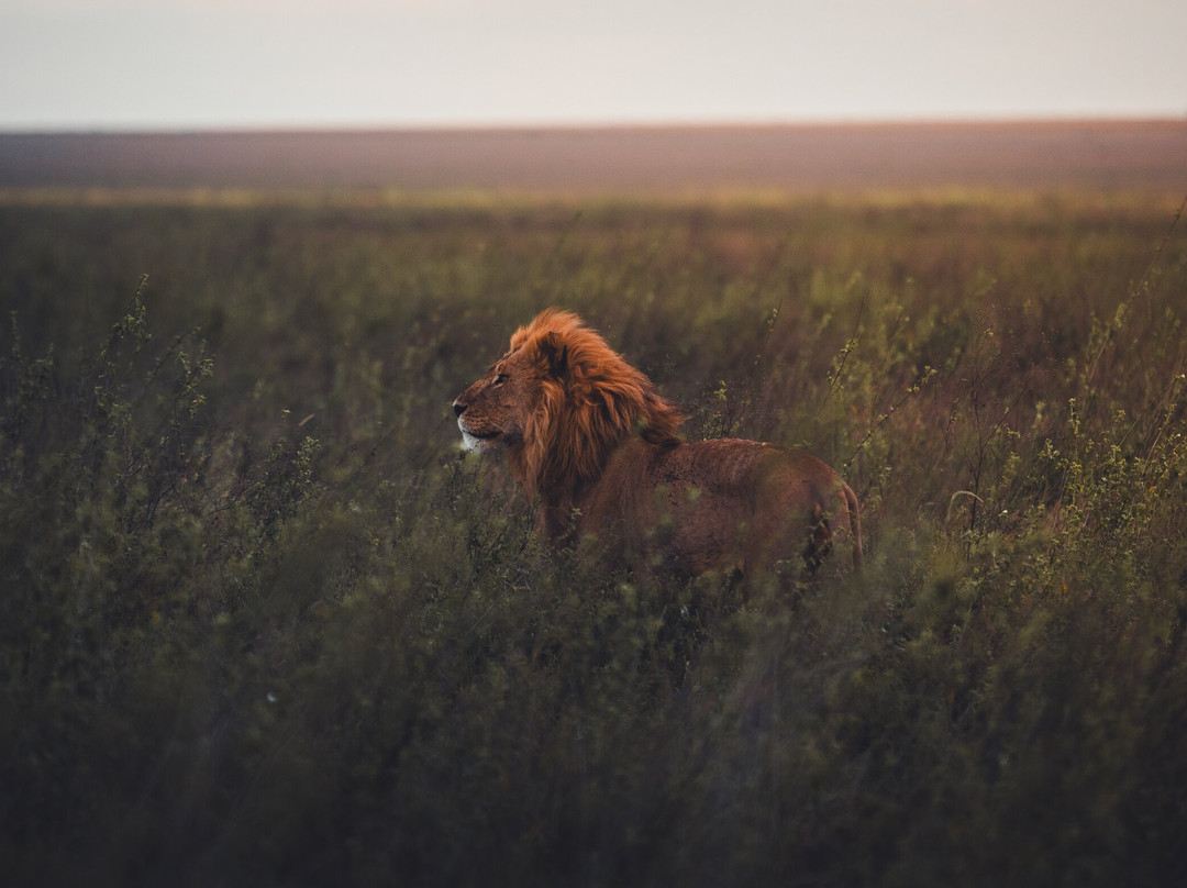 Destiny Explorers-莫西必去景点