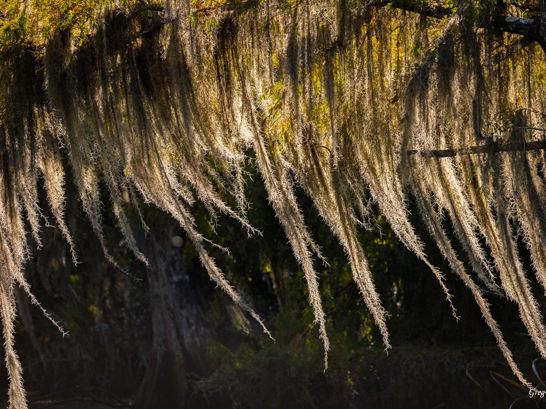 Cajun Man's Swamp Tours & Adventures-Gibson必去景点