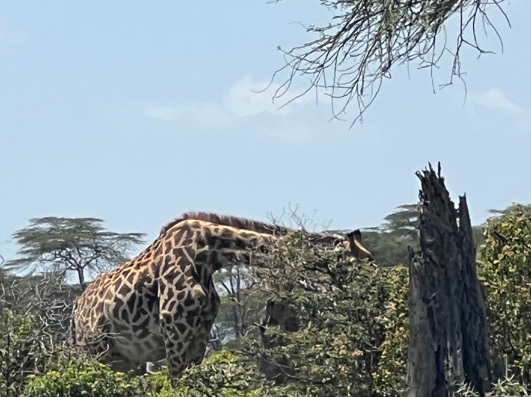 Lake Naivasha-奈瓦夏必去景点