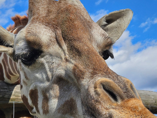 Hovatter's Wildlife Zoo-Kingwood必去景点