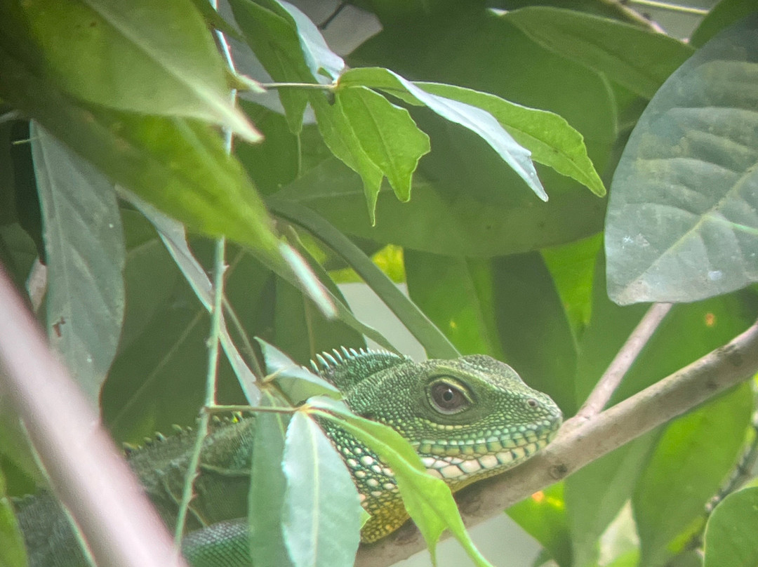 Green Leaf Tour-北冲县必去景点