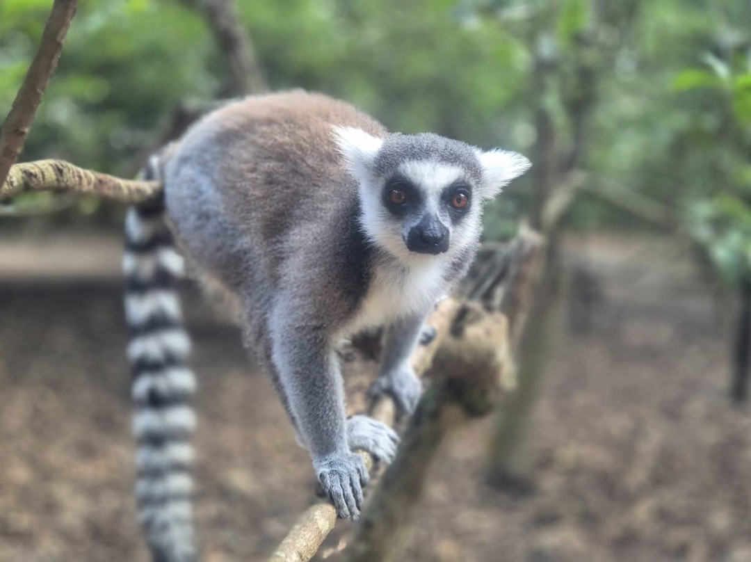 猎豹动物园-桑给巴尔岛必去景点