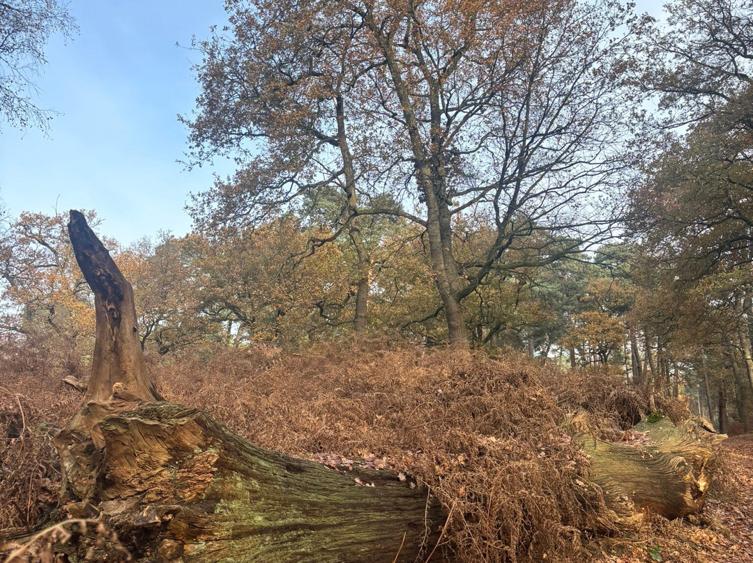 Hotel Haus Duden主图