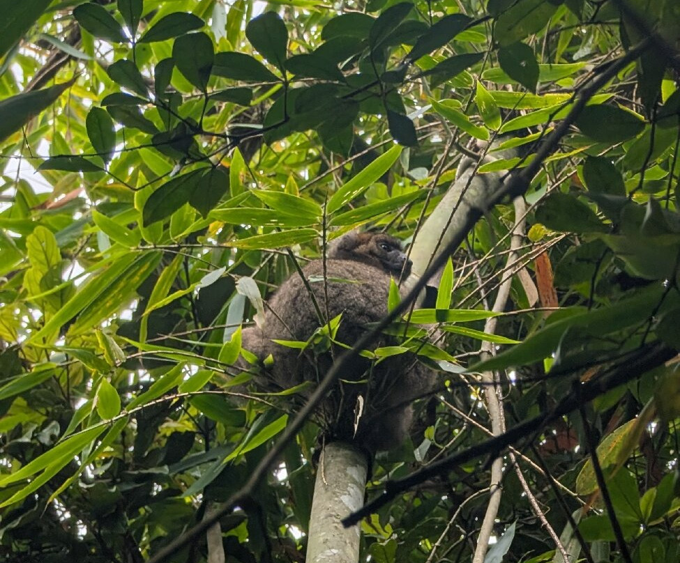 Ranomafana National Park-Fianarantsoa必去景点