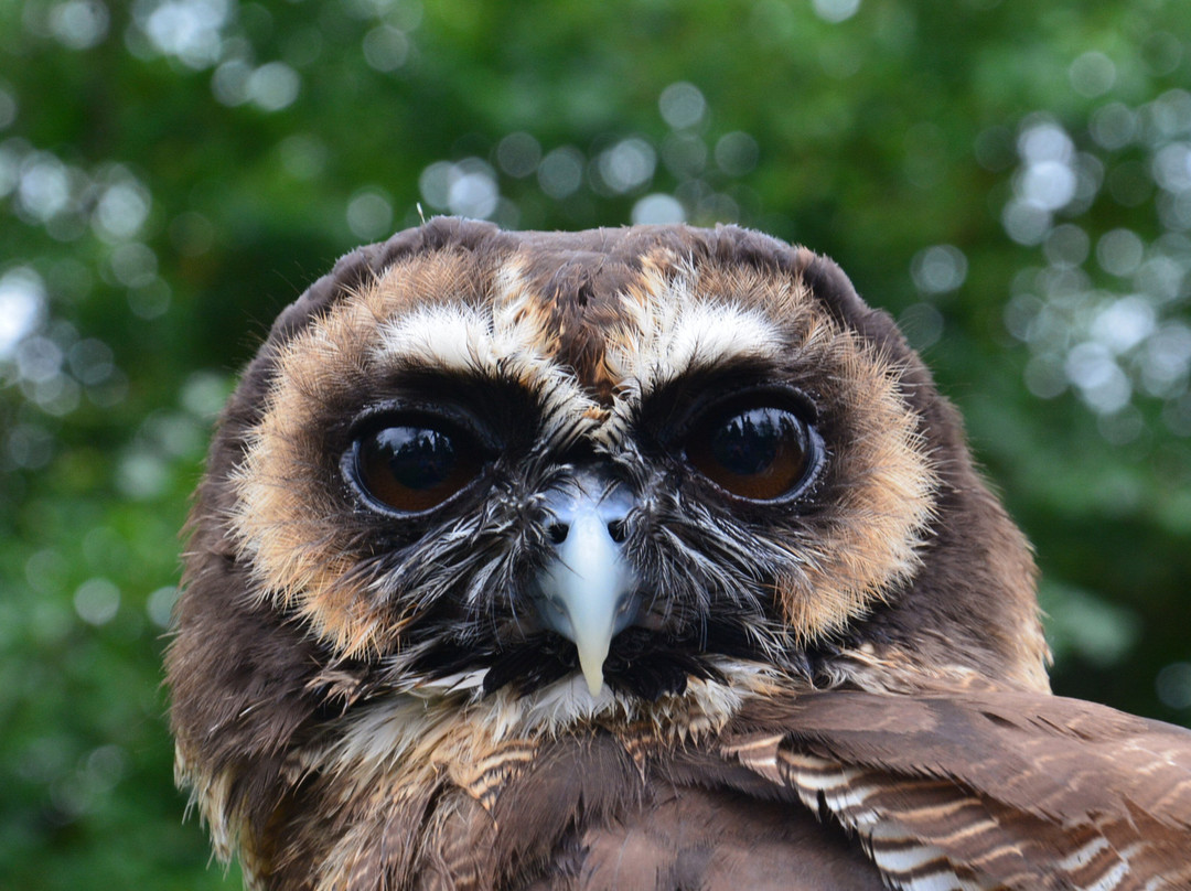 York Bird of Prey Centre-伊辛瓦必去景点