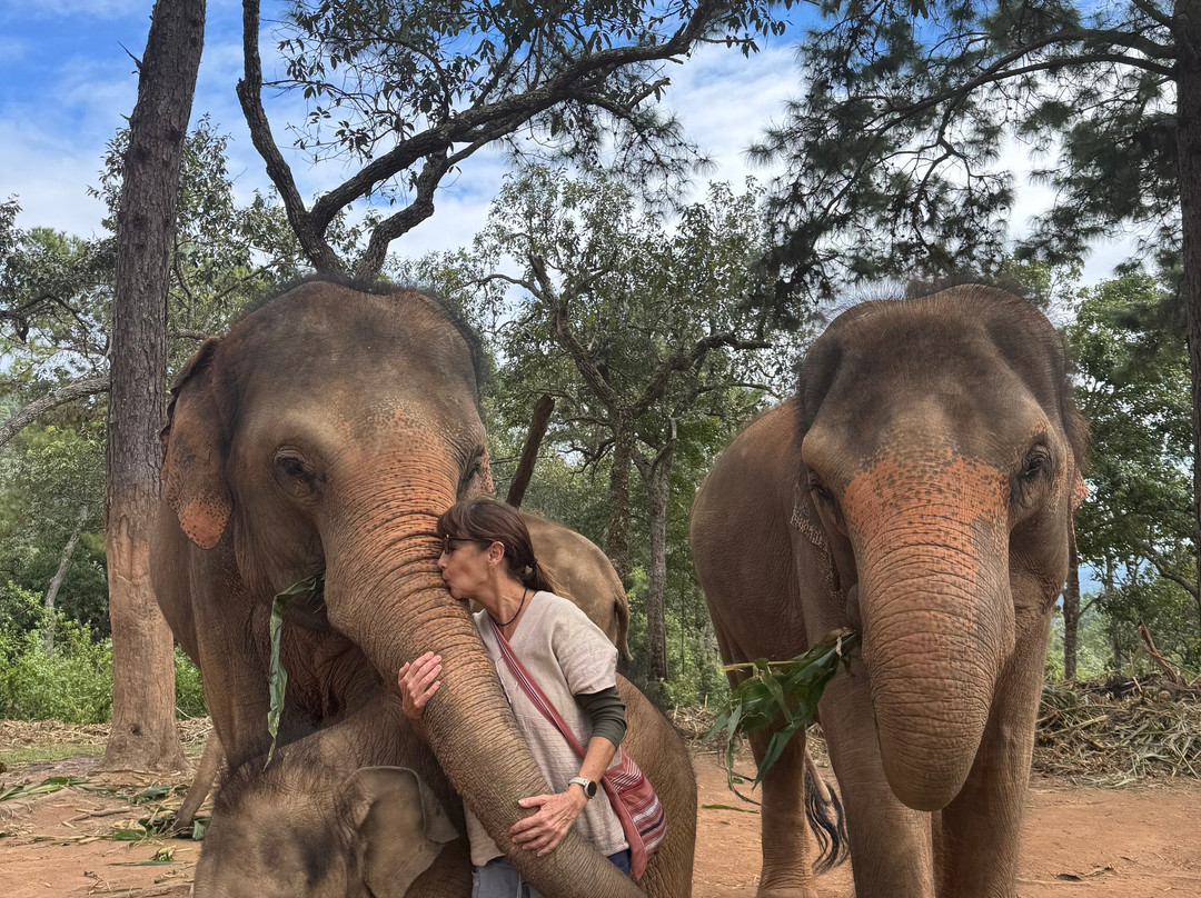 Elephant Freedom Village-清迈必去景点