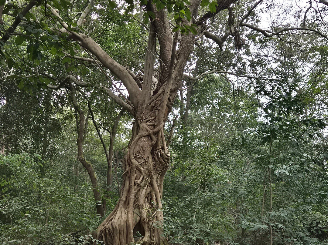 Dalma Wildlife Sanctuary-哲雪铺必去景点