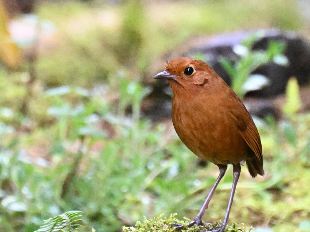 Geo Natura Tours-圣拉蒙必去景点
