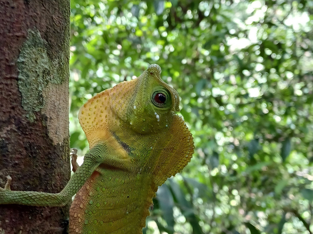 Sinharaja Forest Edge主图