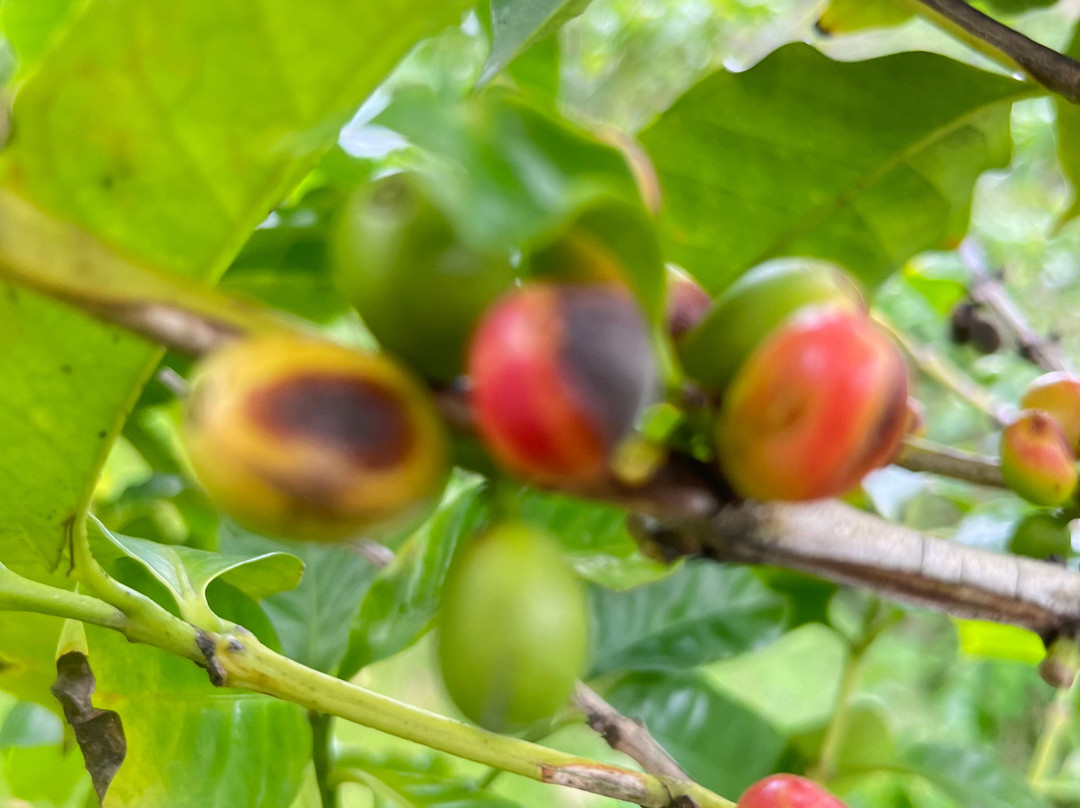 Hacienda Muñoz-San Lorenzo必去景点