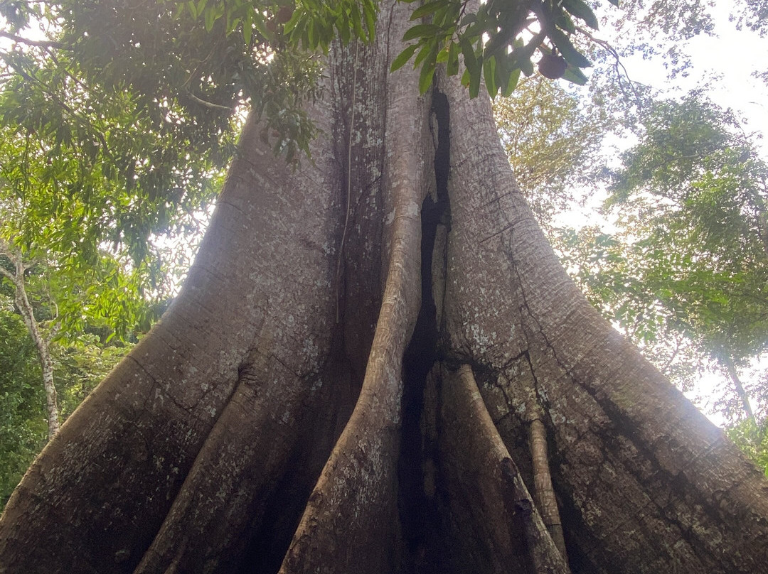 Amazonia Jungle Hotel主图