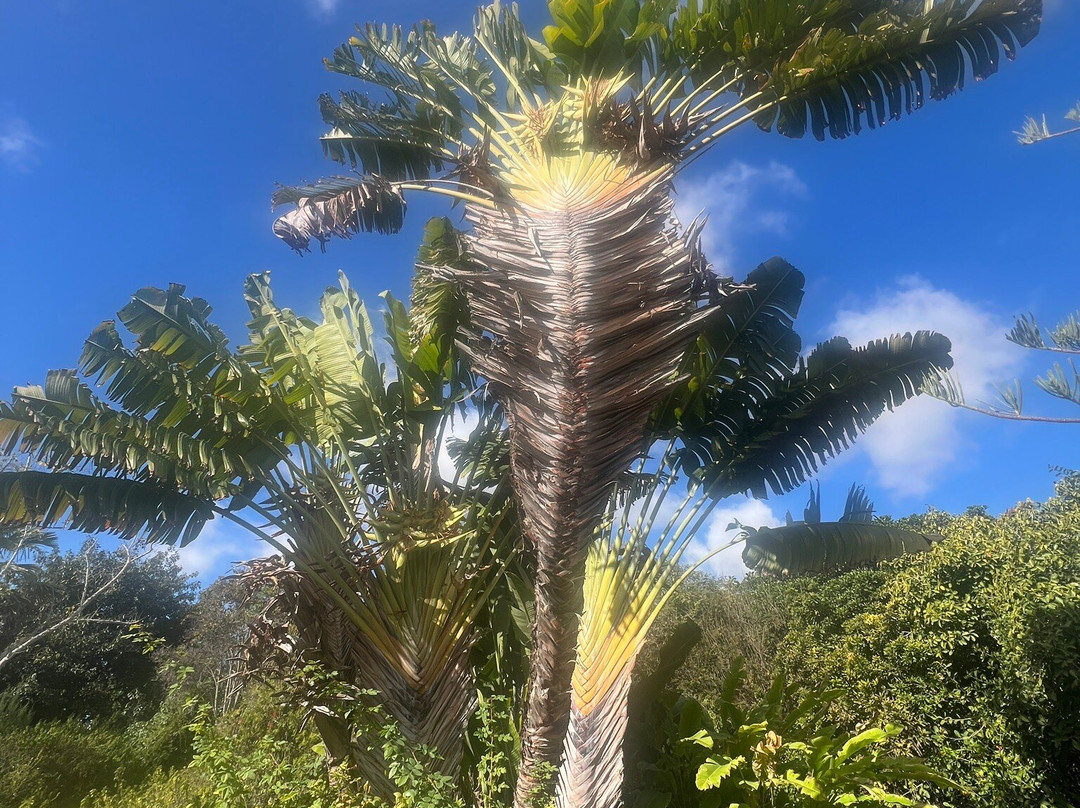 Botanical Park of Maspalomas (El Parque Botanico de Maspalomas)-马斯帕洛马斯必去景点