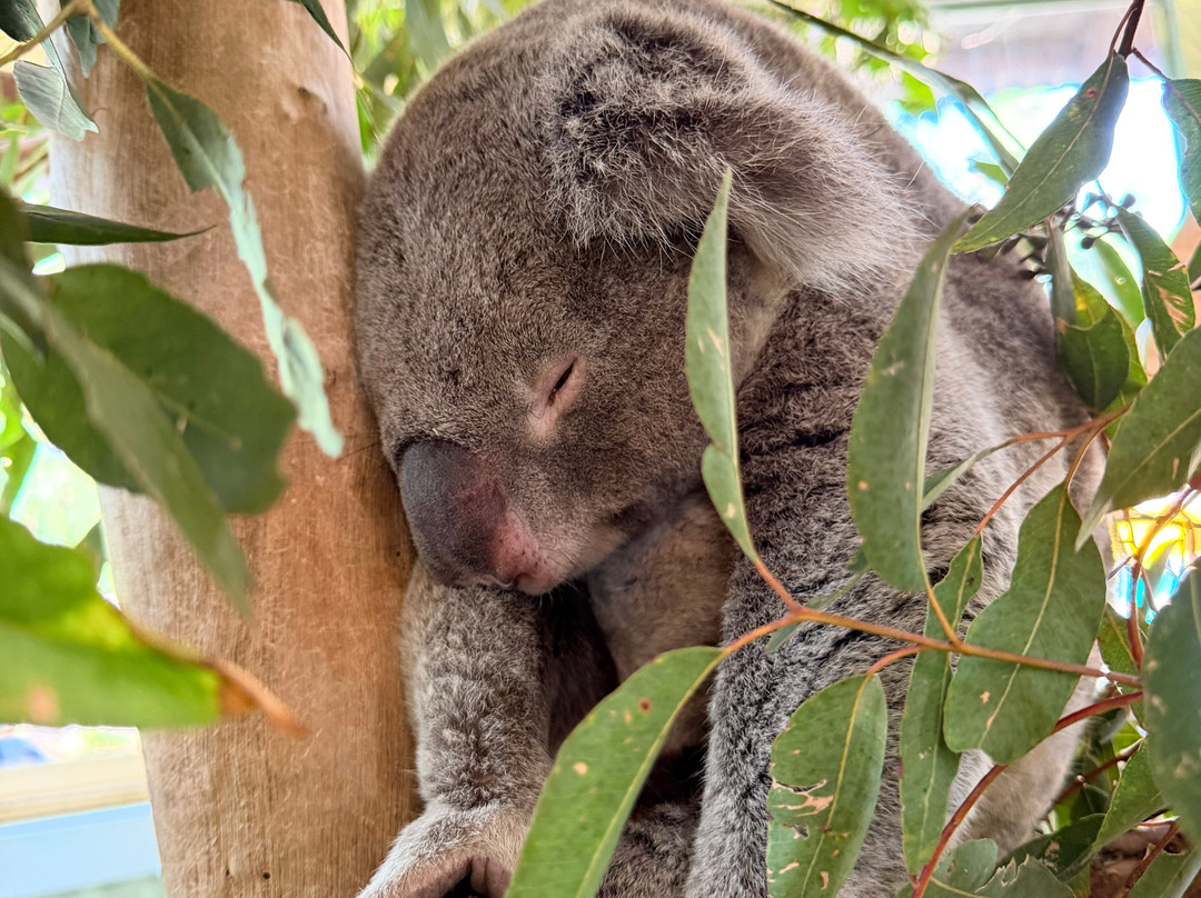 AEA Luxury Tours-Blue Mountains National Park必去景点