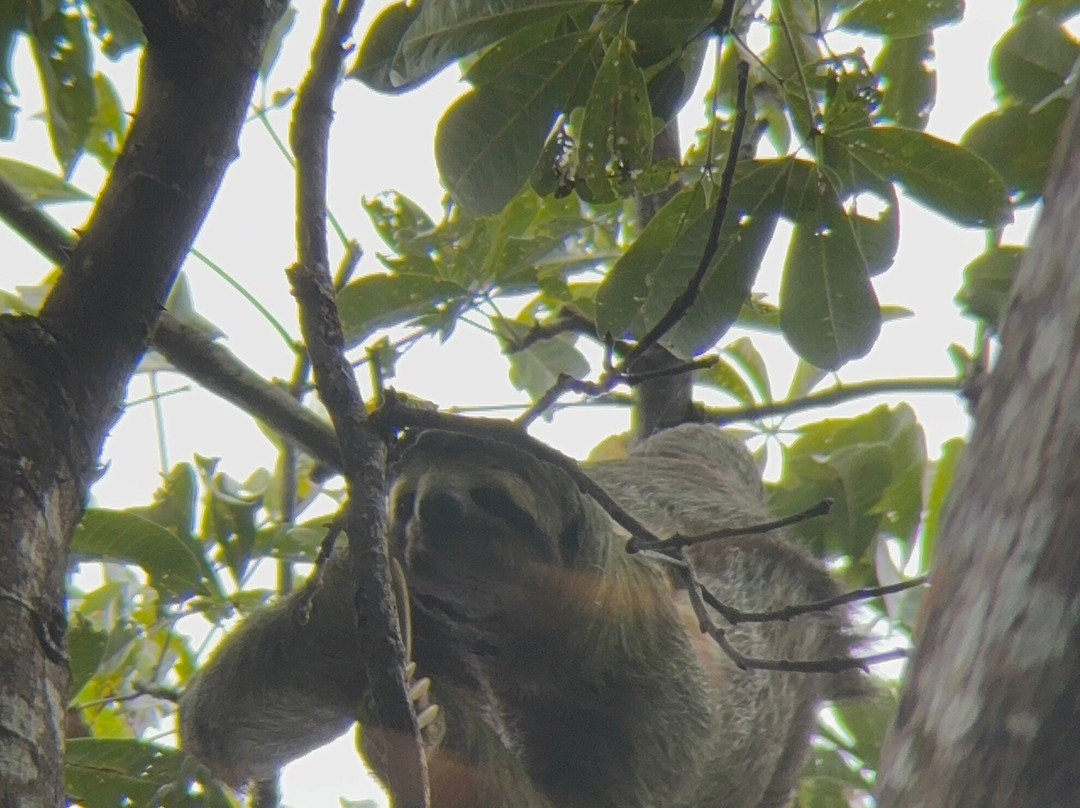 Pacific jungle adventures-克波斯必去景点