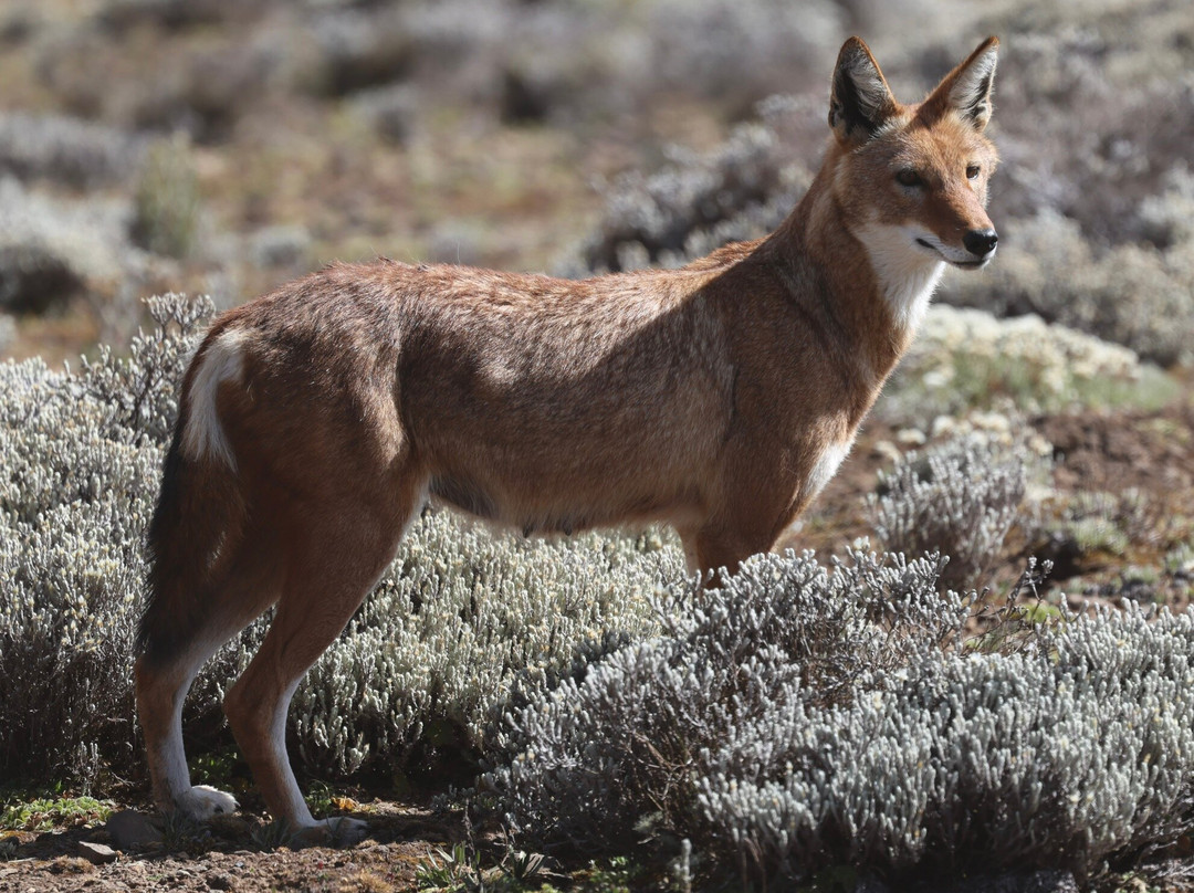 Absolute Ethiopia Tours-亚的斯亚贝巴必去景点