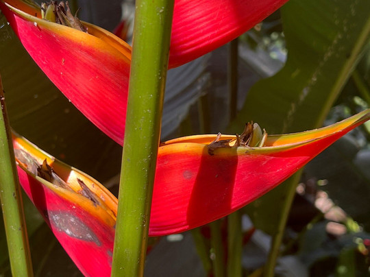 Costa Rica Expeditions-圣何塞必去景点