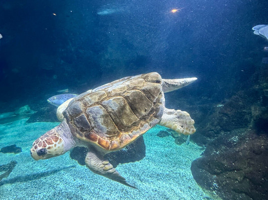 Aquarium de la Guadeloupe-Le Gosier必去景点