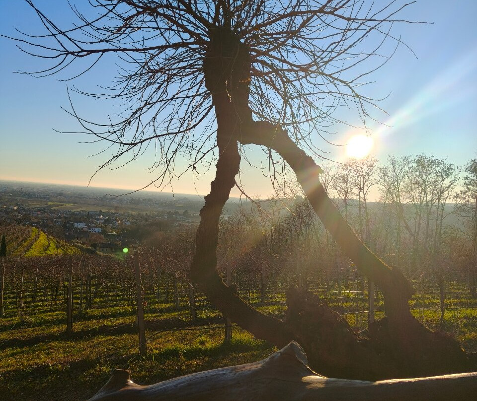 Azienda Agricola Montesel-Susegana必去景点