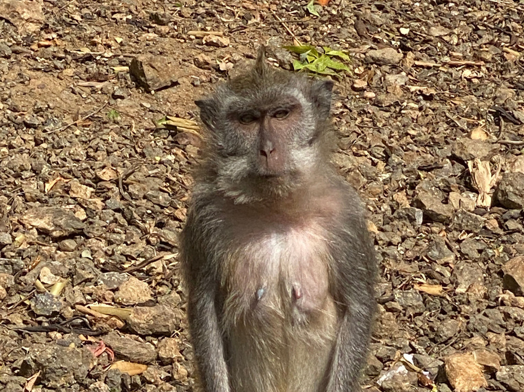 Wayan Bali Tour-甘地达萨必去景点