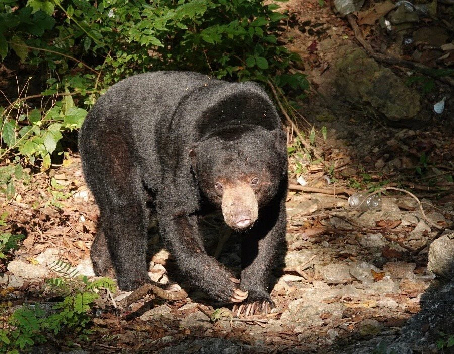 Kaeng Krachan National Park-碧差汶必去景点