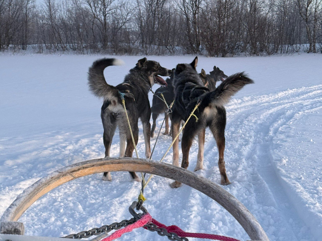 Tana Husky - Day Tours-Tana Bru必去景点