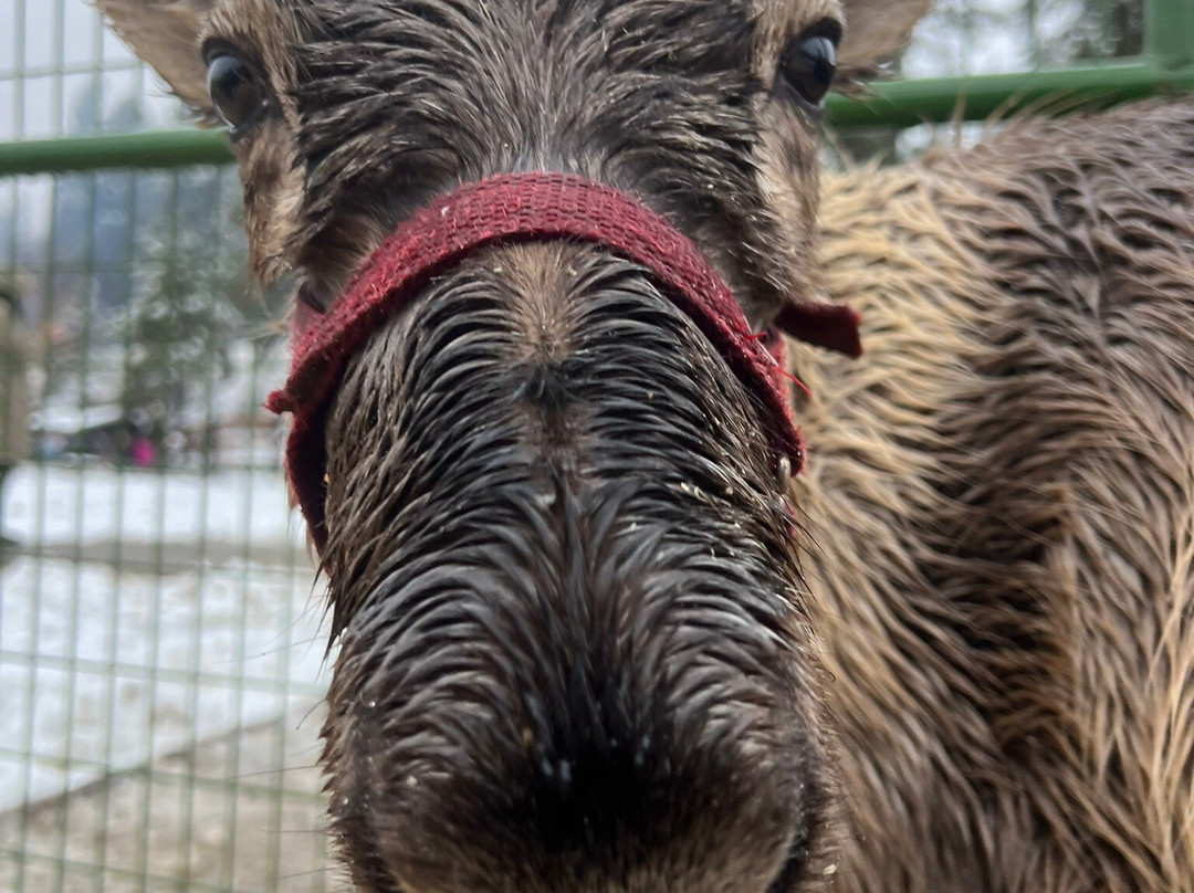 Leavenworth Reindeer Farm-莱文沃思必去景点
