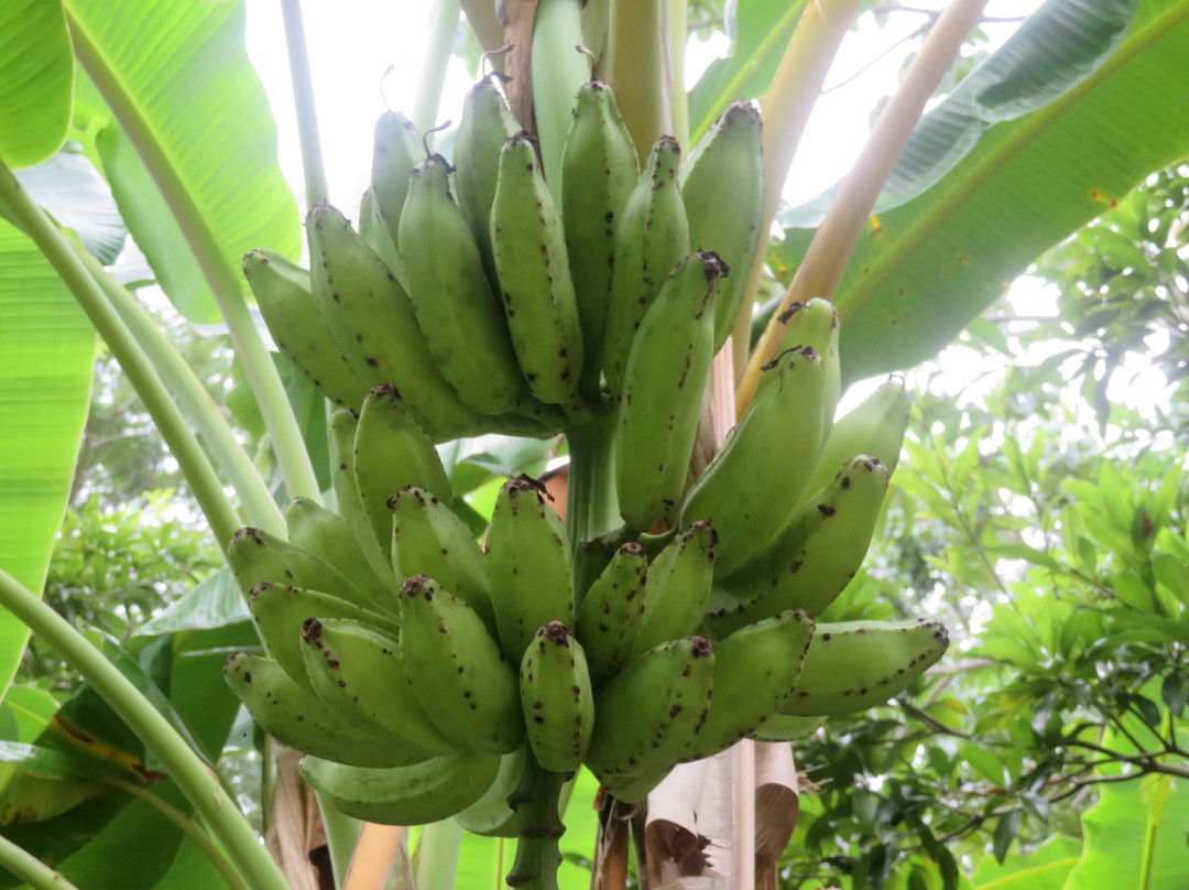 Biomuseo-巴拿马城必去景点