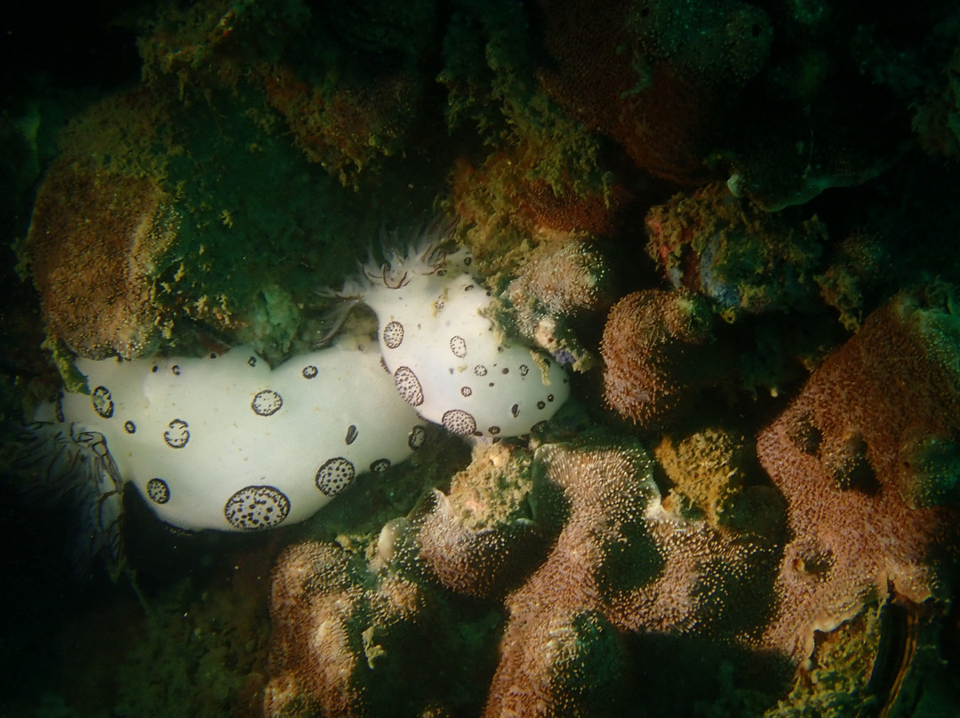 Flipper潜水俱乐部-扬东必去景点