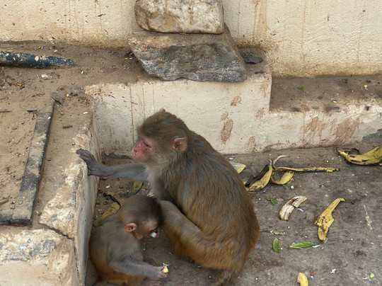 India's Invitation-斋蒲尔必去景点