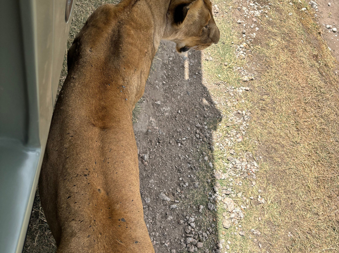 Taswira Africa Safaris-阿鲁沙必去景点