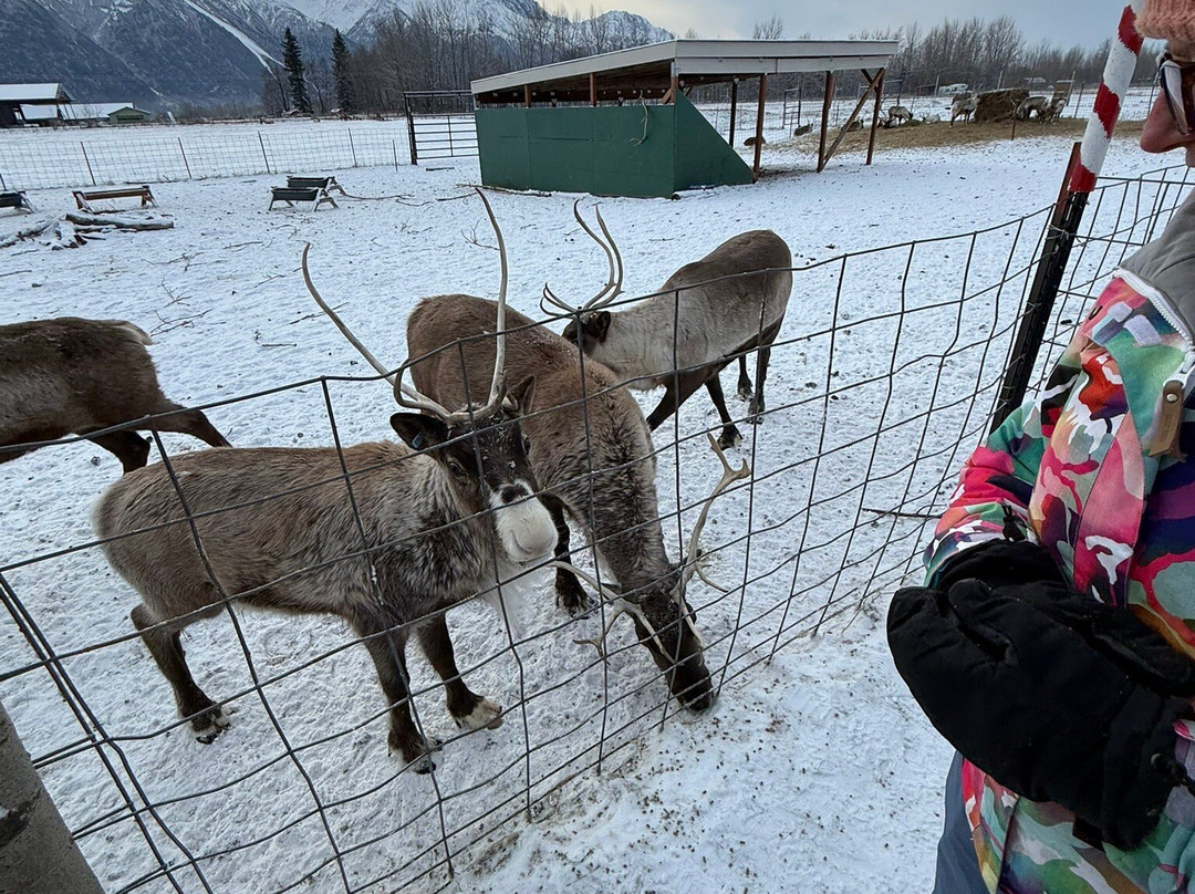 Reindeer Farm-帕尔默必去景点