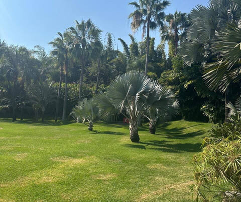 Huayacán Cuernavaca Curamoria Collection主图