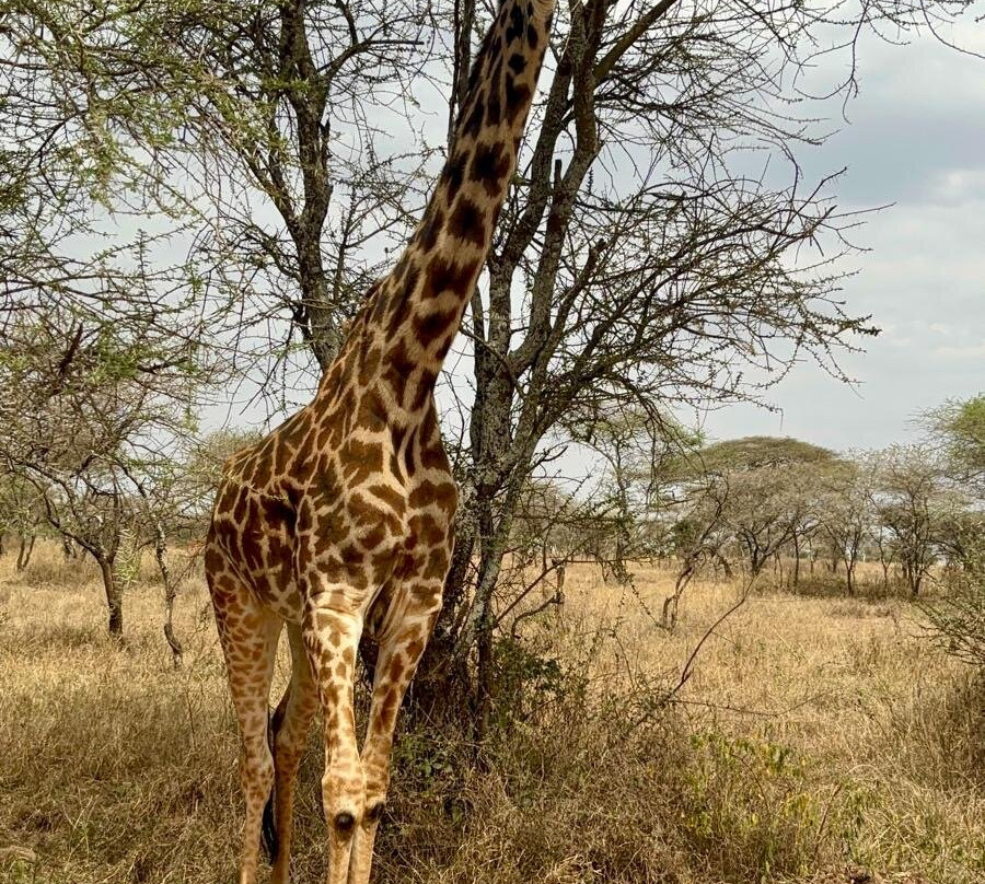 Ndarasi Safari-阿鲁沙必去景点