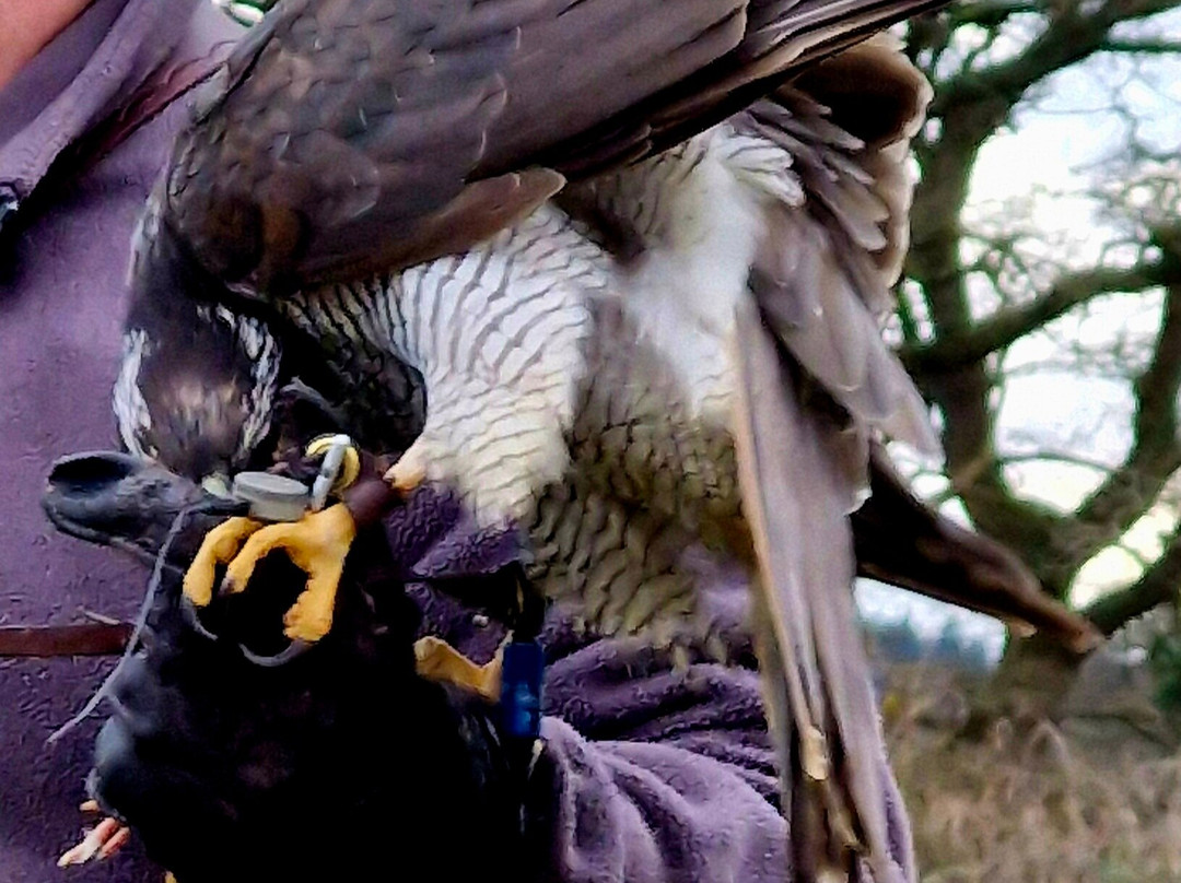 The Bird Of Prey Project-巴斯必去景点