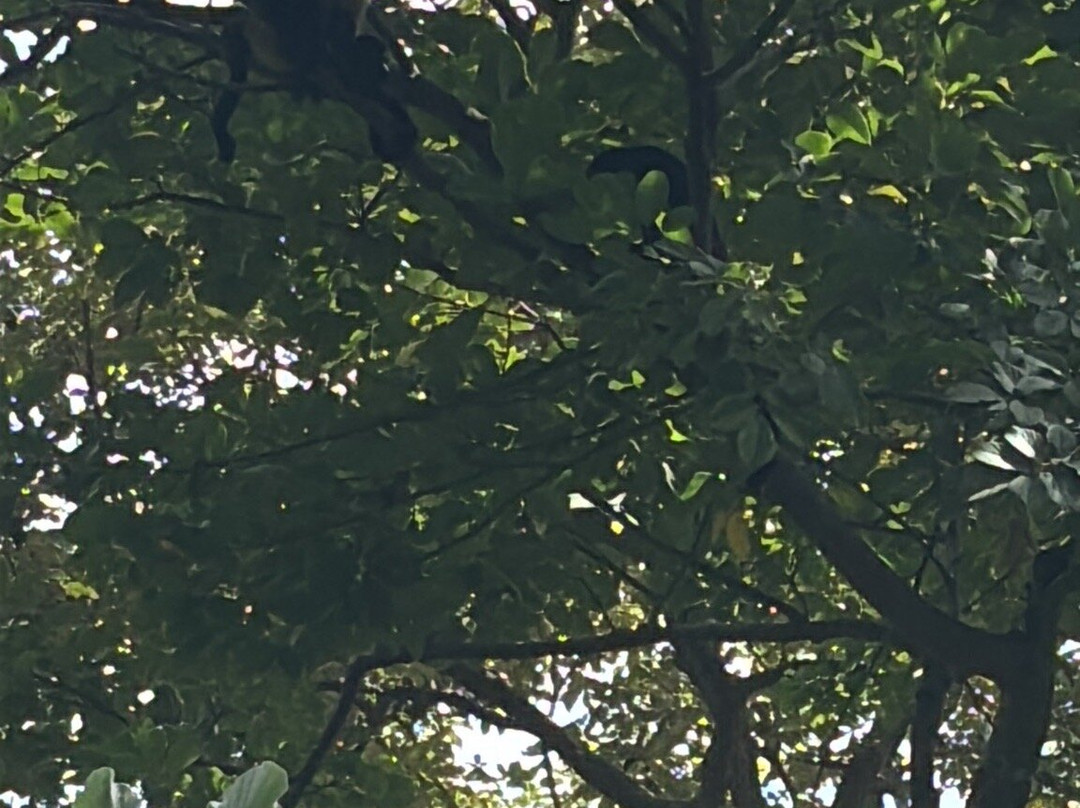 Maleku Tours-利比里亚必去景点