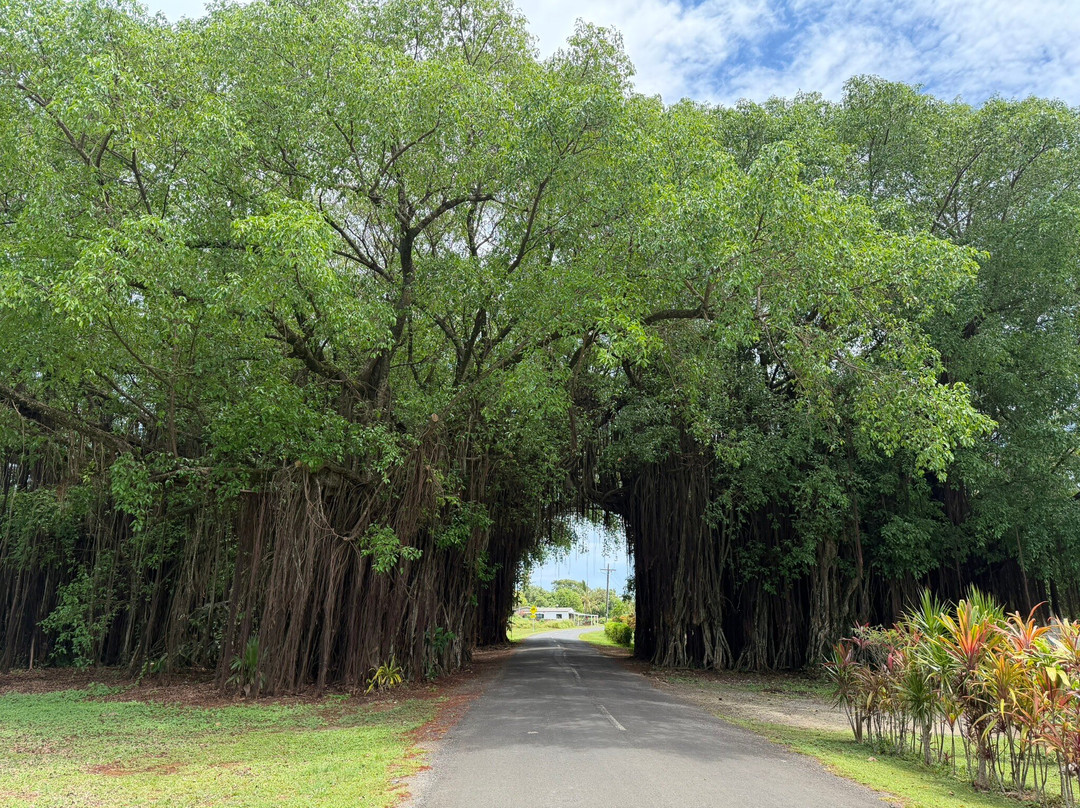 Banyan Tree Tunnel-Arutanga必去景点