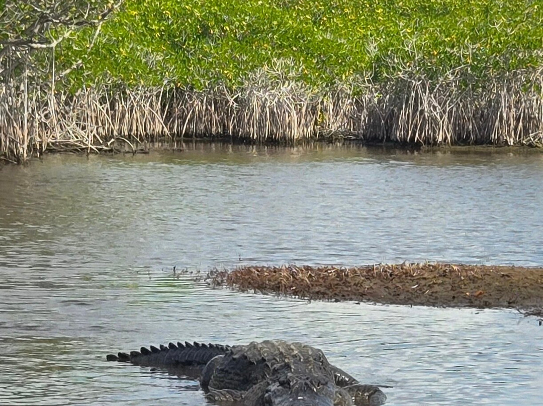 Captain Jack's Airboat Tours-大沼泽地必去景点