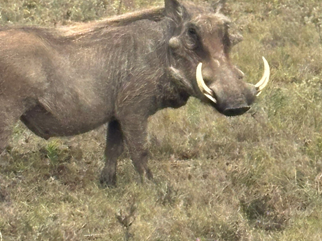 Amakahala Game Reserve-Paterson必去景点