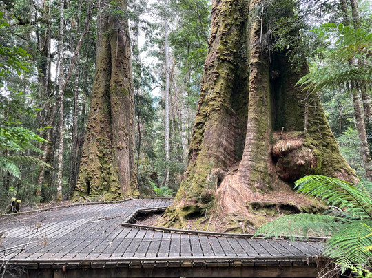 Styx Valley-Maydena必去景点