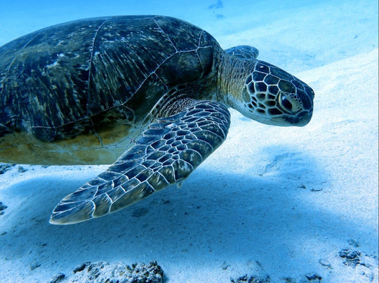 Orca Dive Club - Pereybere-Pereybere必去景点