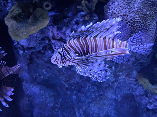 Marassi Aquarium & Underwater Zoo-Diyar Al Muharraq必去景点