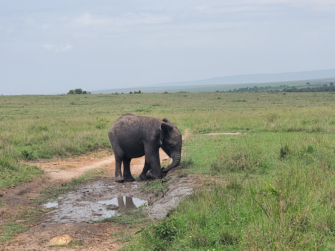 Divulge Adventures-内罗毕必去景点