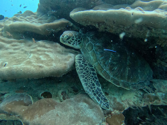 Equinoxe Ecole Seychelloise de Plongee-博瓦隆必去景点